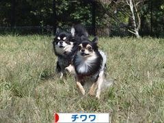 にほんブログ村 犬ブログ チワワへ