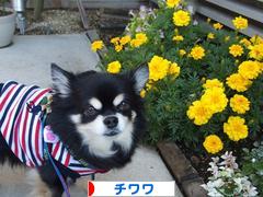 にほんブログ村 犬ブログ チワワへ