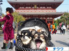 にほんブログ村 犬ブログ チワワへ