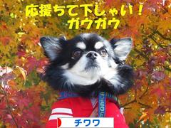 にほんブログ村 犬ブログ チワワへ