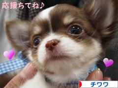 にほんブログ村 犬ブログ チワワへ
