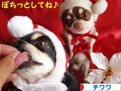 にほんブログ村 犬ブログ チワワへ