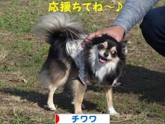にほんブログ村 犬ブログ チワワへ