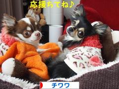 にほんブログ村 犬ブログ チワワへ