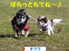 にほんブログ村 犬ブログ チワワへ