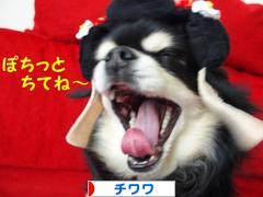 にほんブログ村 犬ブログ チワワへ