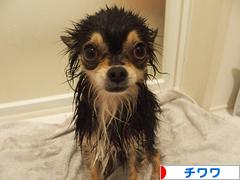 にほんブログ村 犬ブログ チワワへ