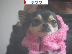 にほんブログ村 犬ブログ チワワへ
