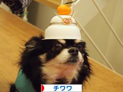 にほんブログ村 犬ブログ チワワへ