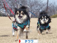 にほんブログ村 犬ブログ チワワへ