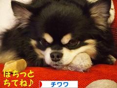 にほんブログ村 犬ブログ チワワへ