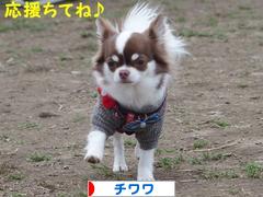 にほんブログ村 犬ブログ チワワへ
