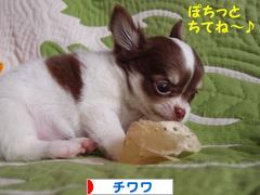 にほんブログ村 犬ブログ チワワへ