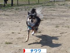 にほんブログ村 犬ブログ チワワへ