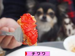 にほんブログ村 犬ブログ チワワへ