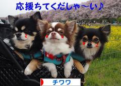 にほんブログ村 犬ブログ チワワへ