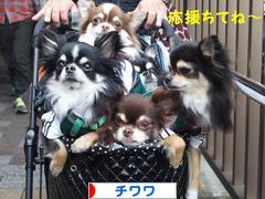 にほんブログ村 犬ブログ チワワへ