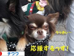 にほんブログ村 犬ブログ チワワへ