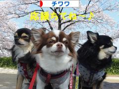 にほんブログ村 犬ブログ チワワへ