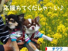 にほんブログ村 犬ブログ チワワへ