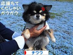 にほんブログ村 犬ブログ チワワへ