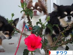 にほんブログ村 犬ブログ チワワへ