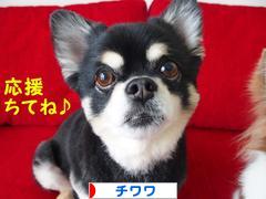 にほんブログ村 犬ブログ チワワへ