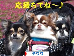 にほんブログ村 犬ブログ チワワへ