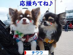 にほんブログ村 犬ブログ チワワへ