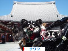 にほんブログ村 犬ブログ チワワへ