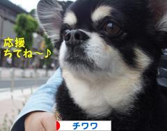 にほんブログ村 犬ブログ チワワへ