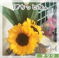 にほんブログ村 犬ブログ チワワへ