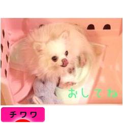 にほんブログ村 犬ブログ チワワへ