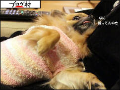 にほんブログ村 犬ブログ チワワへ
