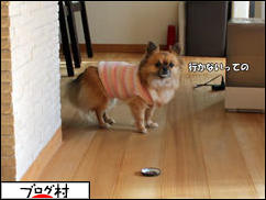 にほんブログ村 犬ブログ チワワへ