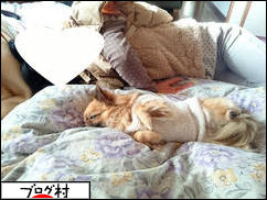 にほんブログ村 犬ブログ チワワへ