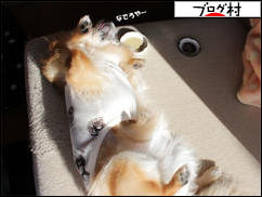 にほんブログ村 犬ブログ チワワへ