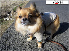 にほんブログ村 犬ブログ チワワへ