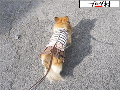 にほんブログ村 犬ブログ チワワへ