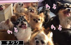 にほんブログ村 犬ブログ チワワへ