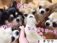 にほんブログ村 犬ブログ チワワへ