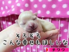 にほんブログ村 犬ブログ チワワへ