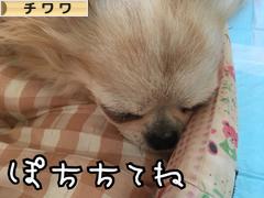 にほんブログ村 犬ブログ チワワへ