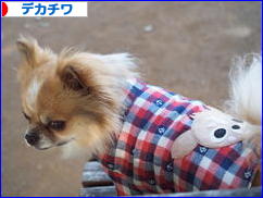 にほんブログ村 犬ブログ デカチワへ