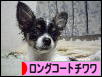 にほんブログ村 犬ブログ ロングコートチワワへ