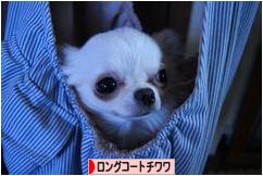 にほんブログ村 犬ブログ ロングコートチワワへ