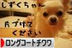 にほんブログ村 犬ブログ ロングコートチワワへ