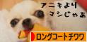 にほんブログ村 犬ブログ ロングコートチワワへ