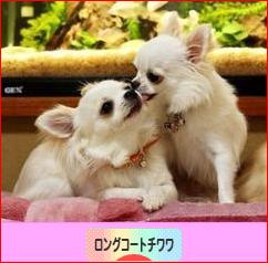 にほんブログ村 犬ブログ ロングコートチワワへ