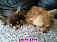 にほんブログ村 犬ブログ ロングコートチワワへ